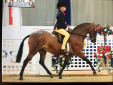 Equestrian success for Harry and Harvey